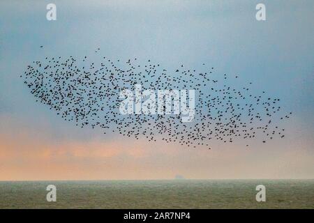 Blackpool, Lancashire. UK Weather. 26th Jan. 2020 Colourful sunset as starlings gather to roost in huge numbers under the north pier. These amazing birds put on a stunning flight display at one of only a handful of their favourite roosting sites throughout the UK. The huge flocks of starlings, estimated at 60,000 are joined by migratory flocks from the colder continent. In very windy conditions these huge masses of tens of thousands of birds congregate on the foreshore before flying to their roosts in the relative shelter of the pier structure.Credit: MediaWorld Images/Ģ����ýLiveNews Stock Photo