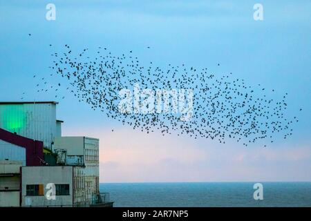 Blackpool, Lancashire. UK Weather. 26th Jan. 2020 Colourful sunset as starlings gather to roost in huge numbers under the north pier. These amazing birds put on a stunning flight display at one of only a handful of their favourite roosting sites throughout the UK. The huge flocks of starlings, estimated at 60,000 are joined by migratory flocks from the colder continent. In very windy conditions these huge masses of tens of thousands of birds congregate on the foreshore before flying to their roosts in the relative shelter of the pier structure.Credit: MediaWorld Images/Ģ����ýLiveNews Stock Photo