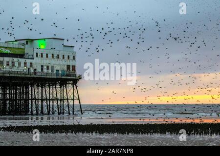 Blackpool, Lancashire. UK Weather. 26th Jan. 2020 Colourful sunset as starlings gather to roost in huge numbers under the north pier. These amazing birds put on a stunning flight display at one of only a handful of their favourite roosting sites throughout the UK. The huge flocks of starlings, estimated at 60,000 are joined by migratory flocks from the colder continent. In very windy conditions these huge masses of tens of thousands of birds congregate on the foreshore before flying to their roosts in the relative shelter of the pier structure.Credit: MediaWorld Images/Ģ����ýLiveNews Stock Photo
