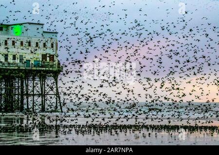 Blackpool, Lancashire. UK Weather. 26th Jan. 2020 Colourful sunset as starlings gather to roost in huge numbers under the north pier. These amazing birds put on a stunning flight display at one of only a handful of their favourite roosting sites throughout the UK. The huge flocks of starlings, estimated at 60,000 are joined by migratory flocks from the colder continent. In very windy conditions these huge masses of tens of thousands of birds congregate on the foreshore before flying to their roosts in the relative shelter of the pier structure.Credit: MediaWorld Images/AlamyLiveNews Stock Photo