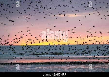 Blackpool, Lancashire. UK Weather. 26th Jan. 2020 Colourful sunset as starlings gather to roost in huge numbers under the north pier. These amazing birds put on a stunning flight display at one of only a handful of their favourite roosting sites throughout the UK. The huge flocks of starlings, estimated at 60,000 are joined by migratory flocks from the colder continent. In very windy conditions these huge masses of tens of thousands of birds congregate on the foreshore before flying to their roosts in the relative shelter of the pier structure.Credit: MediaWorld Images/Ģ����ýLiveNews Stock Photo
