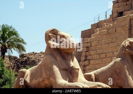 Luxor, Karnak, Egypt, Africa. Temple of Karnak. Detail of a ram-headed sphinx. Stock Photo