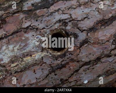 Woodpecker hole in pine tree trunk or branch Stock Photo