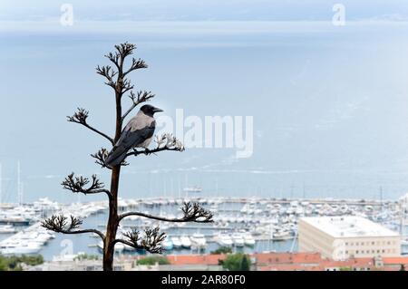 Hooded crow, Corvus cornix, or hoodie sitting on a dry tree with blurred harbor at sea in the background Stock Photo