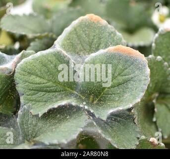 A serious infestation of two-spotted spider mites (Tetranychus urticae), showing thick webbing and an amassing of mites on a strawberry plant. Stock Photo