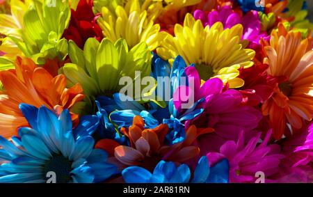 close up of bright multi color daisies in bundle Stock Photo