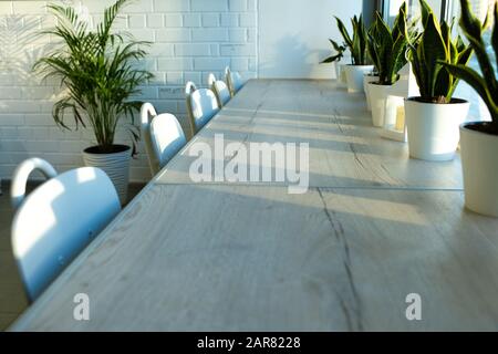 Row of domestic green plants in flowerpots along windowsill and several chairs Stock Photo