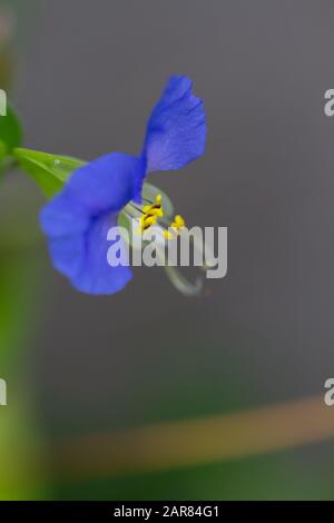 Asiatic Dayflower flower in Illinois Stock Photo