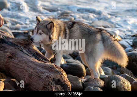 Black and white Siberian Husky with perfect balance among the rocks and logs of the Pacific Ocean beach debris. Stock Photo