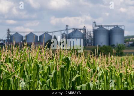 Agricultural Silos. Storage and drying of grains Stock Photo