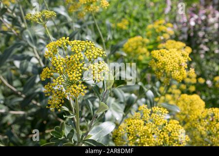 Strauchiges Hasenohr (Bupleurum fruticosum) im botanischen Garten, Bonn, Nordrhein-Westfalen, Deutschland Stock Photo