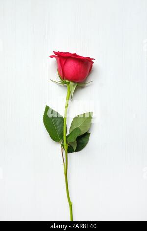 One rose in the background of a white tree. Top view. Vertical. Close up. Stock Photo