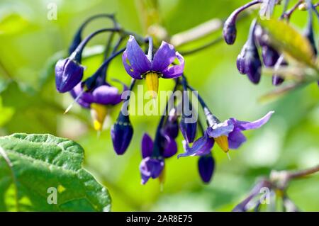 Bittersweet (solanum dulcamara), also know as Woody Nightshade, close up showing a group of backlit flowers and buds. Stock Photo