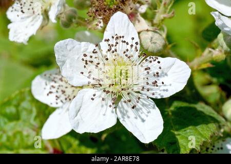 Bramble or Blackberry (rubus fruticosus), close up of a single fully open flower showing detail of the stigma and stamens. Stock Photo