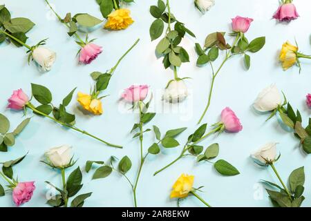 Colorful roses on blue background Stock Photo