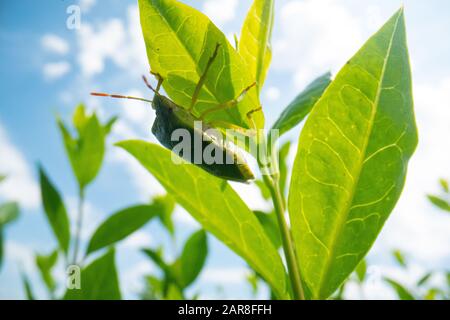 green beetle on a leave with blue sky background, super macro beetle image, wildlife macro background Stock Photo