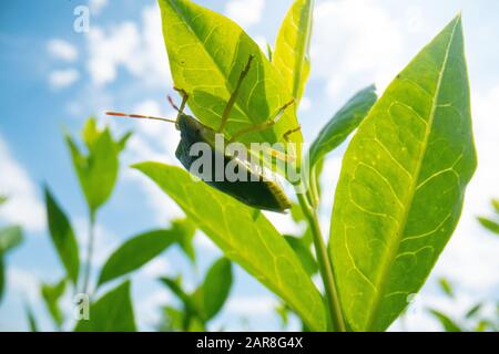 green beetle on a leave with blue sky background, super macro beetle image, wildlife macro background Stock Photo