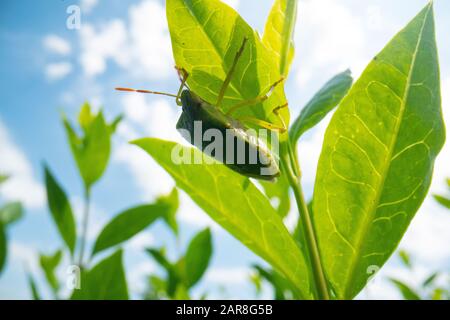 green beetle on a leave with blue sky background, super macro beetle image, wildlife macro background Stock Photo