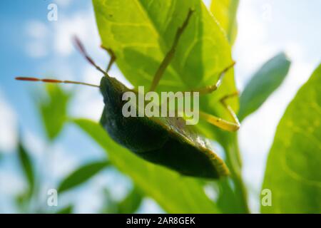 green beetle on a leave with blue sky background, super macro beetle image, wildlife macro background Stock Photo