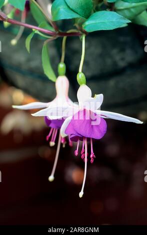 Fuchsia La Campanella has semi double flowers and is a bush fuchsia  Ideal for hanging baskets window boxes etc  Grow in full sun or partial shade Stock Photo