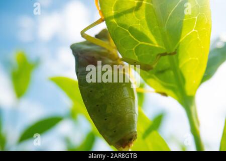 green beetle on a leave with blue sky background, super macro beetle image, wildlife macro background Stock Photo