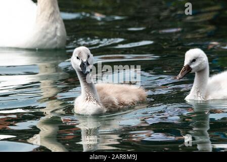 Newly hatched cygnet on water baby swan white fluffy cute family Stock Photo