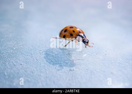 super macro image of a ladybug, Super macro shot of European seven spot ladybird. Scientific name: Coccinella septempunctata Stock Photo