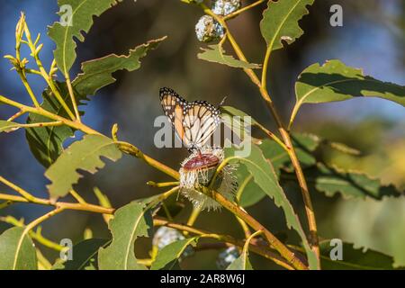 Monarch Butterfly, Danaus plexippus, sipping nectar from Blue Gum Eucalyptus, Eucalyptus globulus, flower at its winter migration destination at Light Stock Photo