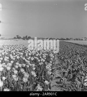 Tulip Fields in Spalding (Lincolnshire) Date: 31 August 1944 Location: Great Britain, Lincolnshire, Spalding Keywords: bulbs, flower fields, tulips, World War II Stock Photo