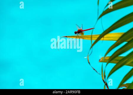 Udewalewe, Sri Lanka, Aug 2015:  Red dragonfly perched on a leaf overlooking blue water Stock Photo
