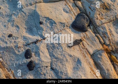 Tar Spot Ralfsia pacifica a brown algae found intertidally at