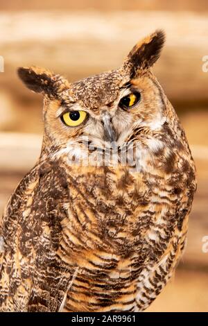 A Great Horned Owl named One-Eyed Jack has a cross-eyed look due to having lost his left eye after being hit by a car in Newport Beach, CA. Stock Photo
