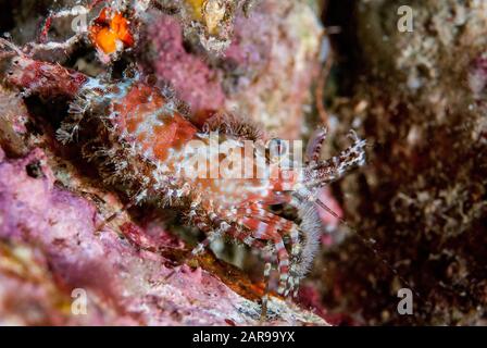 Saron Shrimp, Saron marmoratus, night dive, Nudi Falls dive site, Lembeh Straits, Sulawesi, Indonesia, Pacific Ocean Stock Photo