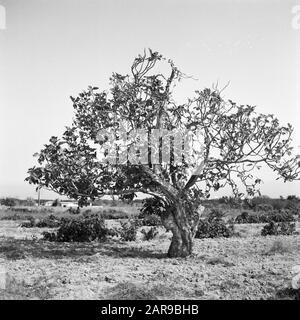 Village life and landscapes on the Catalan coast  Fig tree and shrubs Date: undated Location: Catalonia, Spain Keywords: trees, landscapes Stock Photo