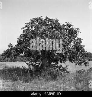 Village life and landscapes on the Catalan coast  Fig Tree Date: undated Location: Catalonia, Spain Keywords: trees Stock Photo