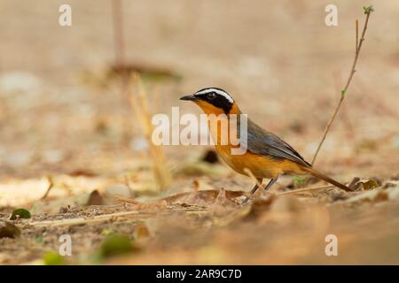 White-browed Robin-chat - Cossypha heuglini, also Heuglins robin,bird in the family Muscicapidae, found in east, central and southern Africa, its natu Stock Photo