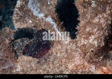 Spawning Green Melibe Nudibranch, Melibe viridis, ejecting sperm, night dive, Retak Larry dive site, Lembeh Straits, Sulawesi, Indonesia, Indian Ocean Stock Photo