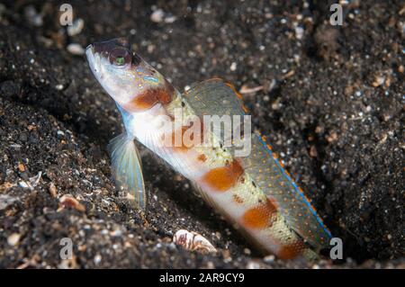 Red-margin Shrimpgoby, Amblyeleotris rubrimarginata, by hole on black sand, TK2 dive site, Lembeh Straits, Sulawesi, Indonesia, Indian Ocean Stock Photo