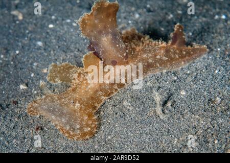 Green Melibe Nudibranch, Melibe viridis, Joleha dive site, Lembeh Straits, Sulawesi, Indonesia, Indian Ocean Stock Photo