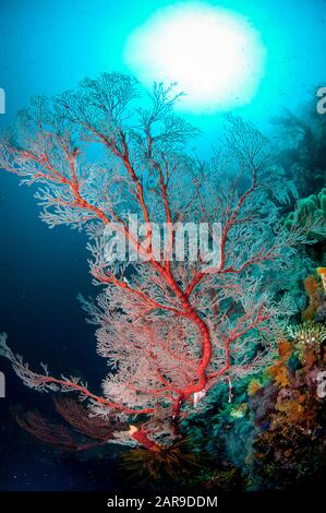 Sea Fan, Melithaea sp, with sun in background, Boo Point East dive site, Boo Island, Raja Ampat, West Papua, Indonesia Stock Photo