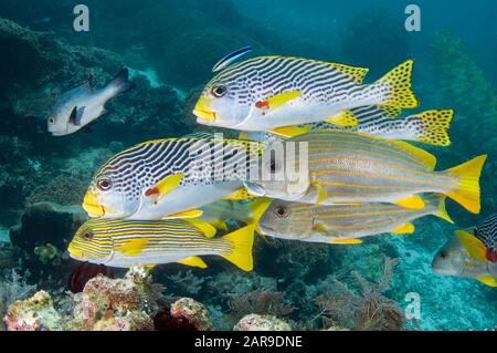 Collection of different Sweetlips, Plectorhinchus sp, including Goldstriped Sweetlips, Plectorhinchus chrysotaenia, Diagonal-banded Sweetlips, Plector Stock Photo