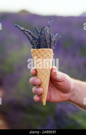 Lavender flowers in a waffle cup in a man's hand. Valensole France Stock Photo