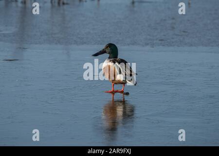 Shoveler standing on ice Stock Photo