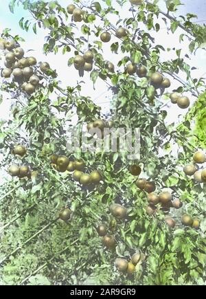 fruit cultivation, slate tree Date: undated Keywords: fruit cultivation Personal name: slate tree Stock Photo