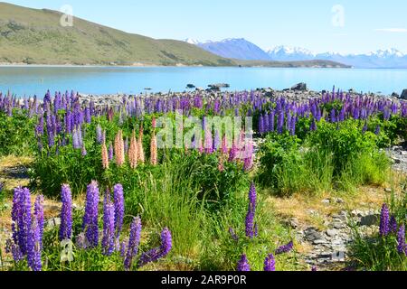 Field of lupin wildflowers on the shore of lake Tekapo in New Zealand Stock Photo