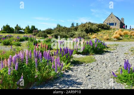 Beautiful landscape lake tekapo, church Good shepherd, Mt.cook, Lupines fields, South island New Zealand Stock Photo