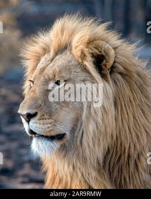 Young Male Lion in Profile in South Africa Stock Photo