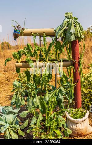 vertical vegetable gardening using home made aquaponics