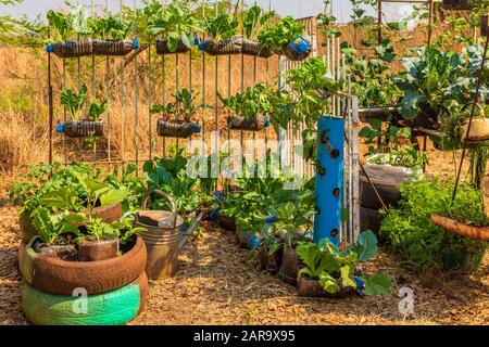 vertical vegetable gardening using home made aquaponics