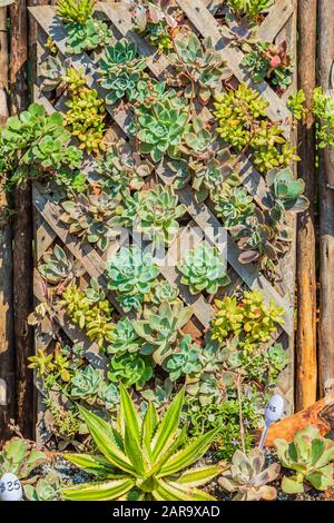 vertical vegetable gardening using home made aquaponics